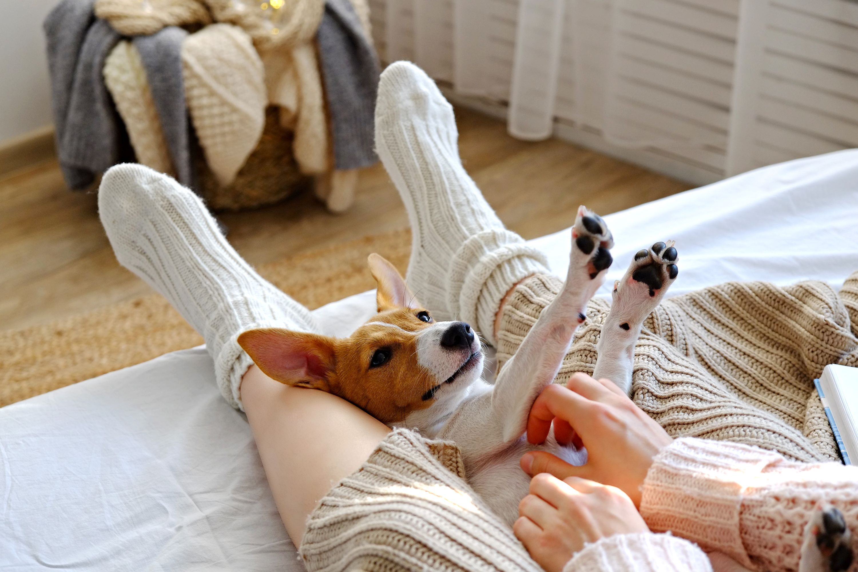 Dog Laundry Shutterstock 1513244480