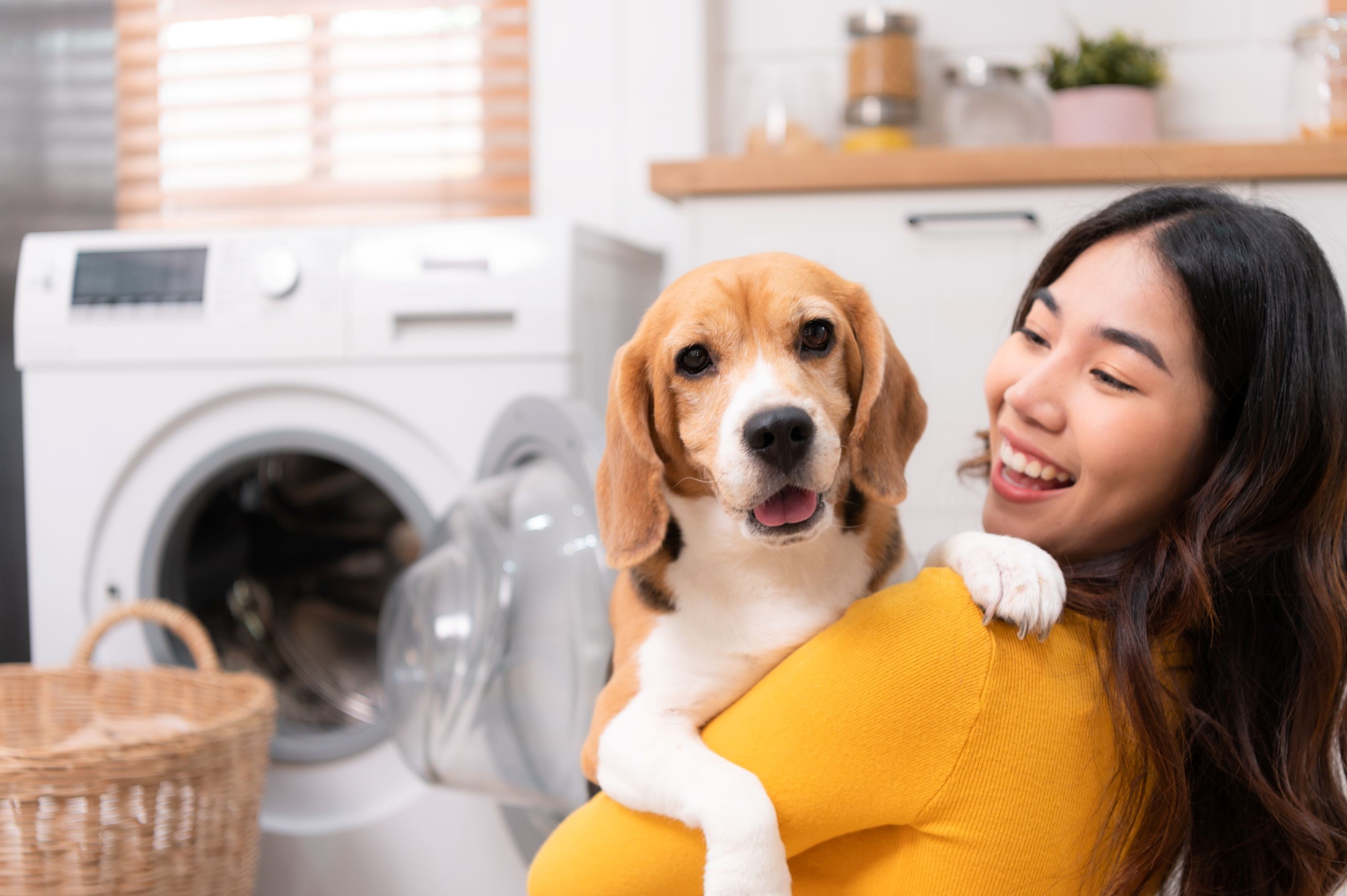 Dog Request A Bid Flipped Shutterstock 2310595865