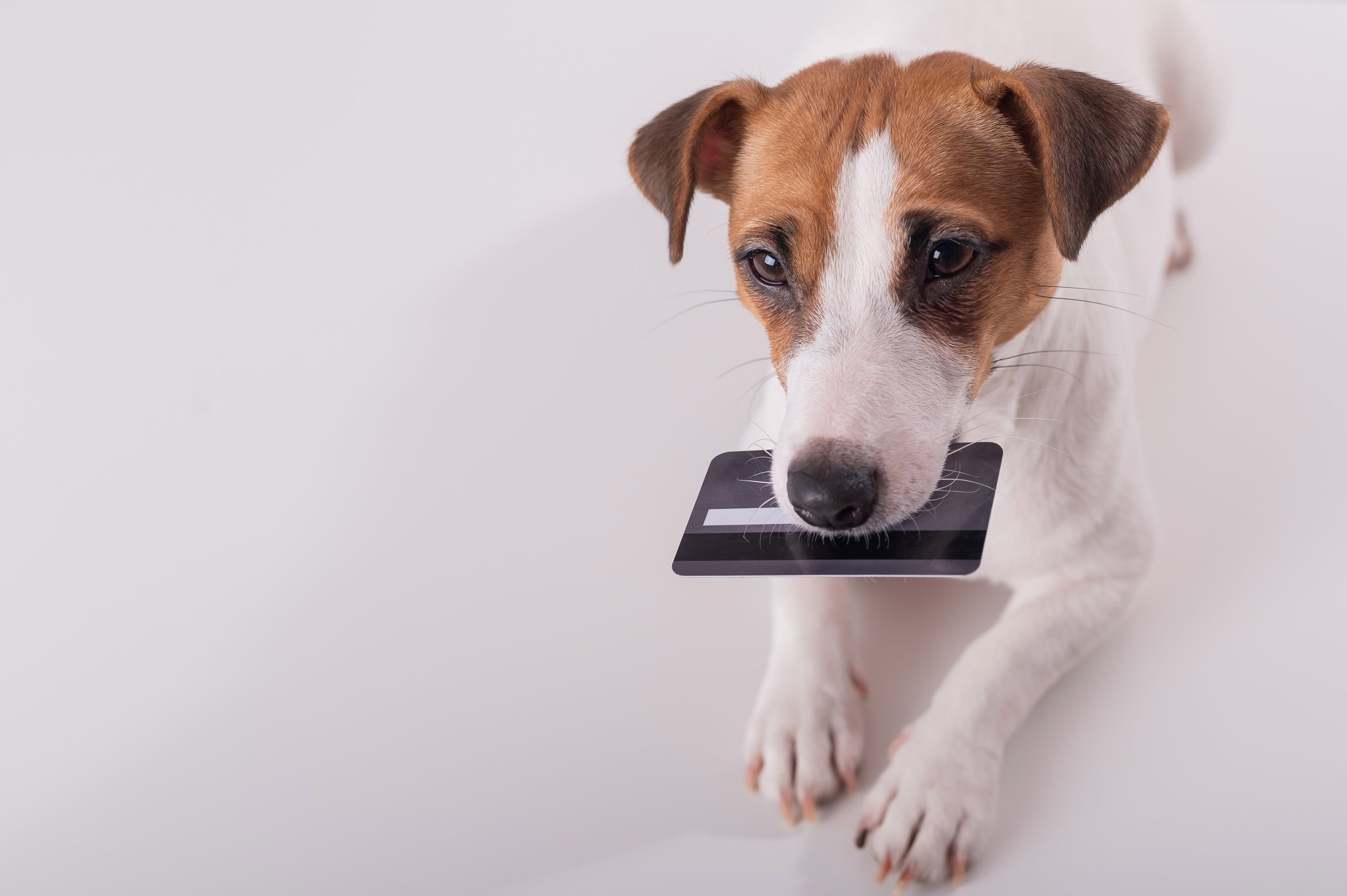 Julio's Pricing Shutterstock 1922932529