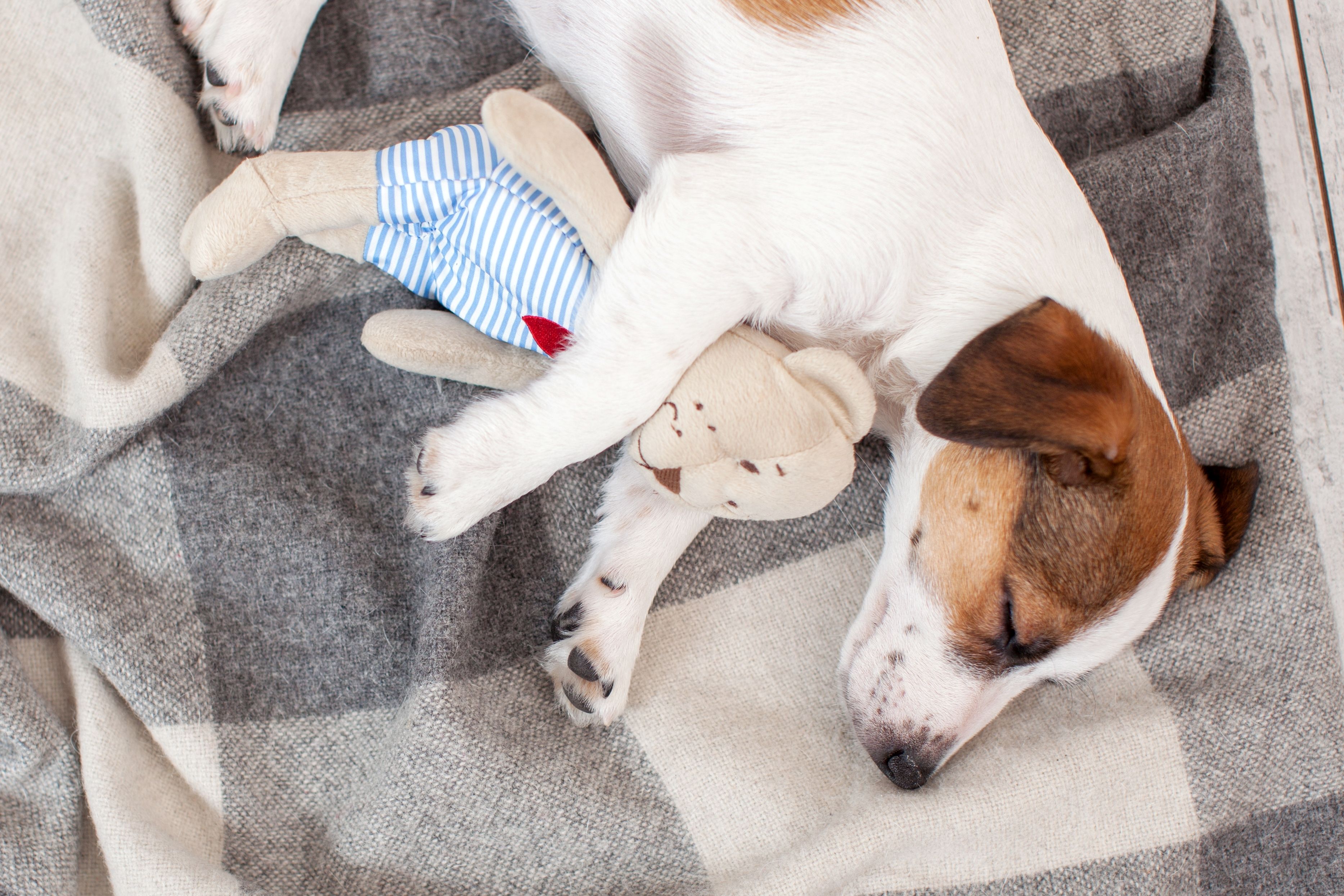 Dog Laundry Shutterstock 2592901899